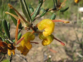 Descrizione dell'immagine Grevillea chrysophaea.jpg.