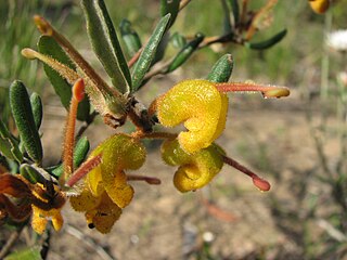 <i>Grevillea chrysophaea</i> Species of shrub in the family Proteaceae endemic to Victoria, Australia
