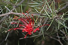 Grevillea phillipsiana.jpg