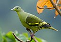 Grey-fronted Green Pigeon (Treron affinis).jpg