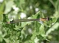 Blue-tailed Damselfly (Ischnura elegans) Große Pechlibelle