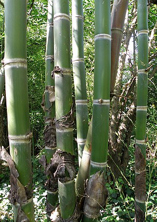 Fortune Salaire Mensuel de Guadua Chacoensis Combien gagne t il d argent ? 1 000,00 euros mensuels