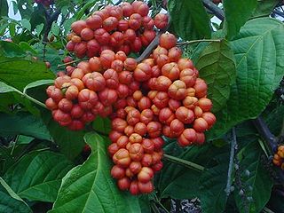 Guaraná Antarctica - Wikipedia