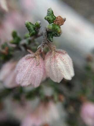 <i>Guichenotia apetala</i> Species of flowering plant