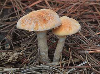 <i>Gymnopilus allantopus</i> Species of fungus