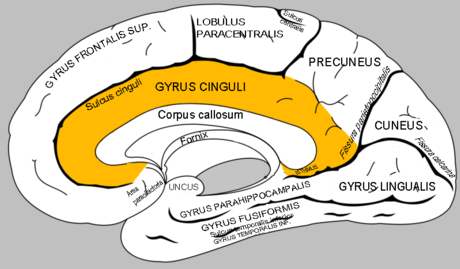 File:Gyrus cinguli.png