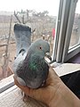 Güvercin 2 (pigeon) .jpg