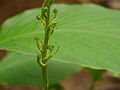 Habenaria furcifera