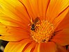 Halictus bee on flower-2.jpg