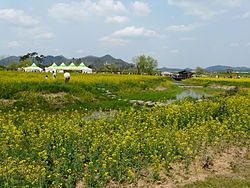 Hampyeong butterfly festival 105.JPG