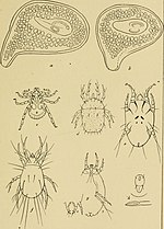 Vignette pour Phytonemus