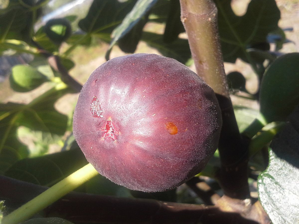 File:Hardy chicago fig.jpg Wikimedia Commons