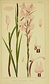 Disa pulchra plate 63 in: Harry Bolus: Orchids of South Africa volume III (1913)