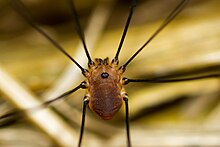 Daddy longlegs got their long legs by reusing some old evolutionary tools