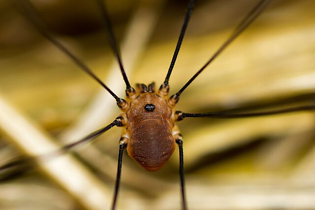 North European harvestman (Leiobunum rotundum) body