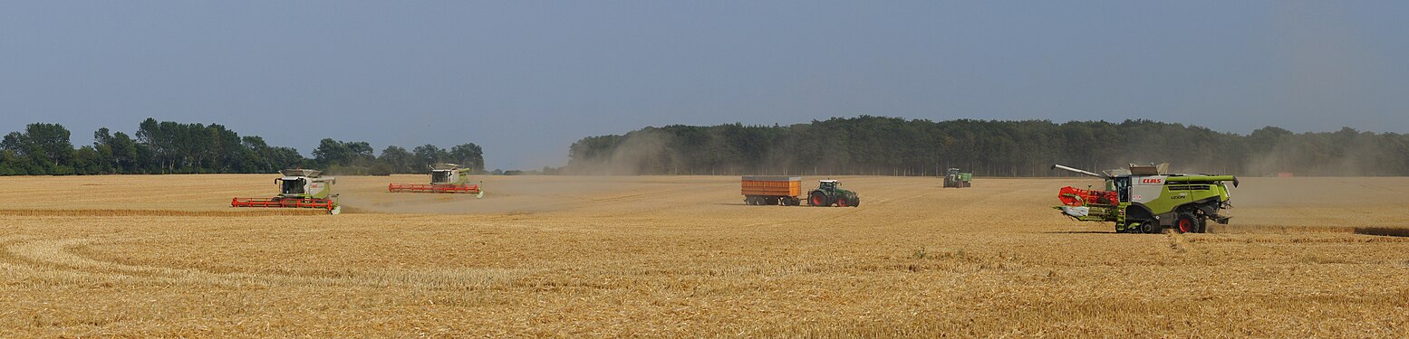 Cereal harvest in Vorpommern Germany