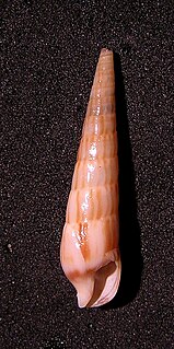 <i>Profunditerebra brazieri</i> Species of gastropod