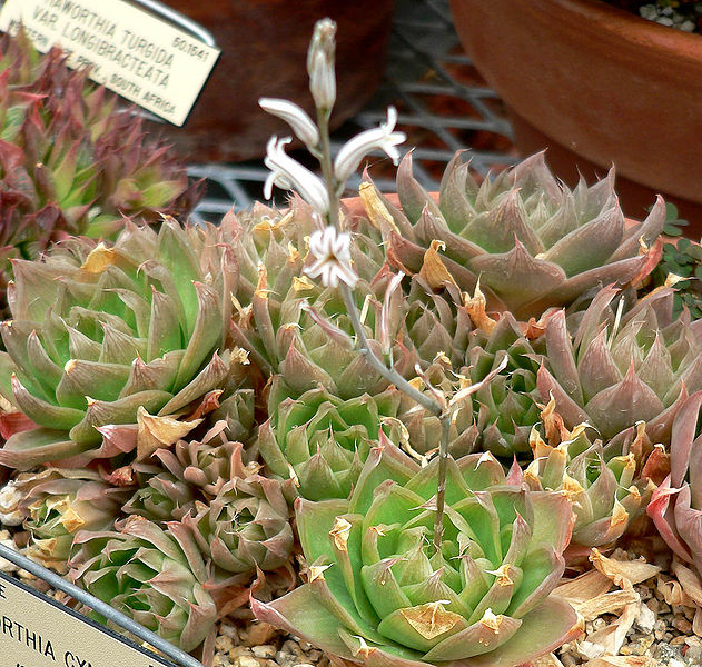 File:Haworthia cymbiformis 1.jpg