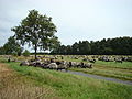 Heidschnuckenherde mit Schäferin und Hund auf einem Feld bei Schmarbeck