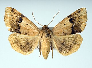 <i>Heliocheilus lupatus</i> Species of moth