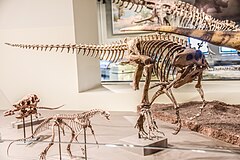 Ön planda belirgin olarak açık çeneleri ve keskin dişleri olan etçil bir dinozor iskeleti