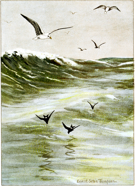 File:Herring Gull-Bird-Life-0015-86.png