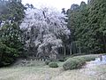 24.ひよもの枝垂れ桜