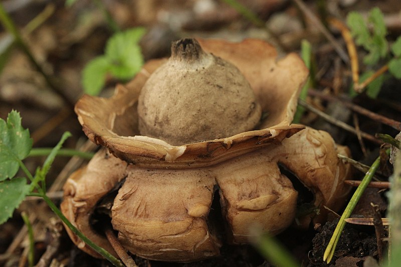 File:Hohe Mark 17.09.2017 Collared Earthstar - Geastrum triplex (37042044714).jpg