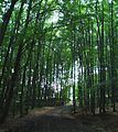 Wienerwald bei Holzschlag