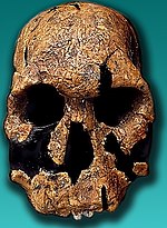 Miniatura per Homo rudolfensis