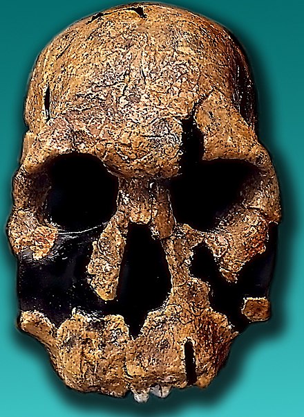 Homo rudolfensis. Хомо рудольфенсис череп.