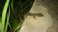 Homonota fasciata con comportamiento nocturno captada en el jardin de una casa.jpg