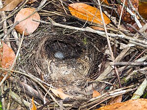 Hooded Pitta Nest and Egg (14077099132).jpg