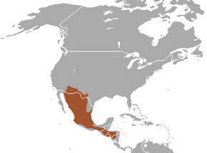 A Hooded_Skunk_area.png kép leírása.