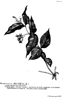 Hortus Cliffortianus Diervilla.png 