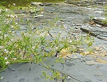 Houstonia nigricans.jpg