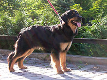Dospělý pes ve zbarvení černý se znaky na vodítku