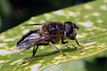 * Nomination: Hoverfly (Eristalis pertinax) --Charlesjsharp 09:14, 24 May 2014 (UTC) * * Review needed