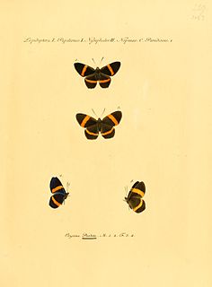 <i>Panara</i> (butterfly)