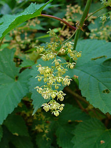 Humulus lupulus Male inflorescence