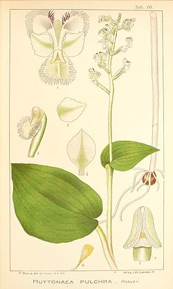 Huttonaea pulchra - Icones Orchidearum Austro-Africanarum plate 16 (1913).jpg