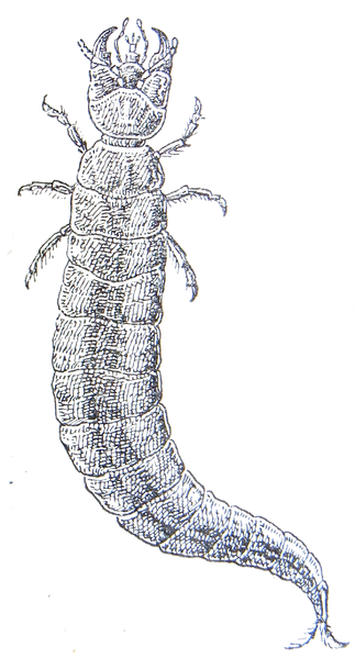 File:Hydrous piceus larva.png