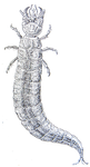 Hydrous piceus larva.png