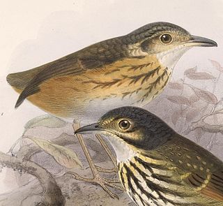 Thicket antpitta Species of bird