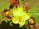 Hypericum androsaemum2