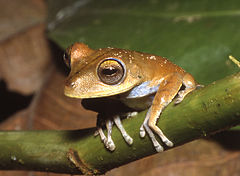 Description de l'image Hypsiboas calcaratus.jpg.