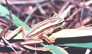 Anfíbios: Características dos Anfíbios Modernos, Evolução dos anfíbios, Classificação