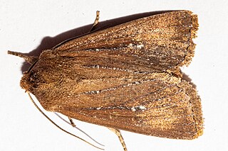 <i>Ichneutica sapiens</i> Species of moth