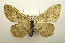 Idaea deversaria.jpg