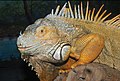 Iguana iguana (American iguana), in Greece, 2008